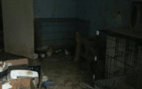 Это жуть: в Тюмени десятки кошек погибают от жажды и голода в запертой квартире. Активисты показали фото и видео жилья