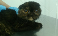 Владелицу «кошачьего карцера» в Тюмени обещают наказать. В соцсети появились новые фото больных животных из ее квартиры