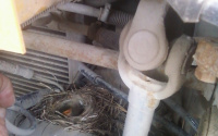 В Тюмени птица свила гнездо под капотом работающего Камаза: кадры
