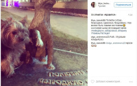 Тюменцы выступили против хабаровских живодерок, которые убивали животных: фото, которые горожане публикуют в соцсетях