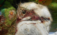 В Тюмени появился живодер, который проламывает собакам головы: зоозащитница показала фото жертв 