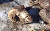 В Тюмени неизвестные устроили свалку из бараньих трупов, осторожно фото