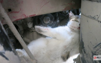 Спасатели извлекли из-под машины застрявшего тюменского кота 