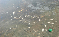 В Тюменском пруду массово гибнет рыба, есть фото 