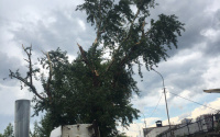На Береговой ветер сломал деревья, а на Ватутина снесло остановку