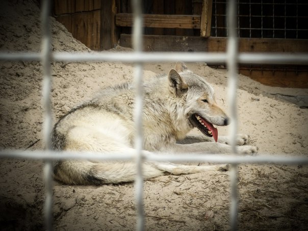 тюменский зоопарк фото как животные спасаются от жары волки
