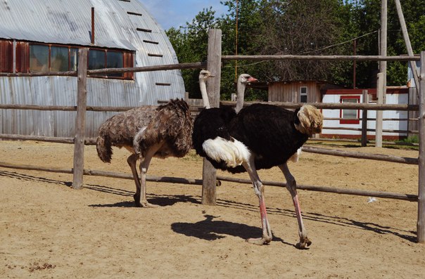 тюменский страус фото как животные спасаются от жары страусы  
