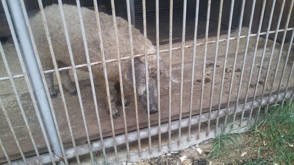 тюменский зоопарк фото как животные спасаются от жары свиньи