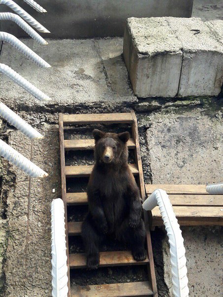 тюменский зоопарк фото как животные спасаются от жары медведь 