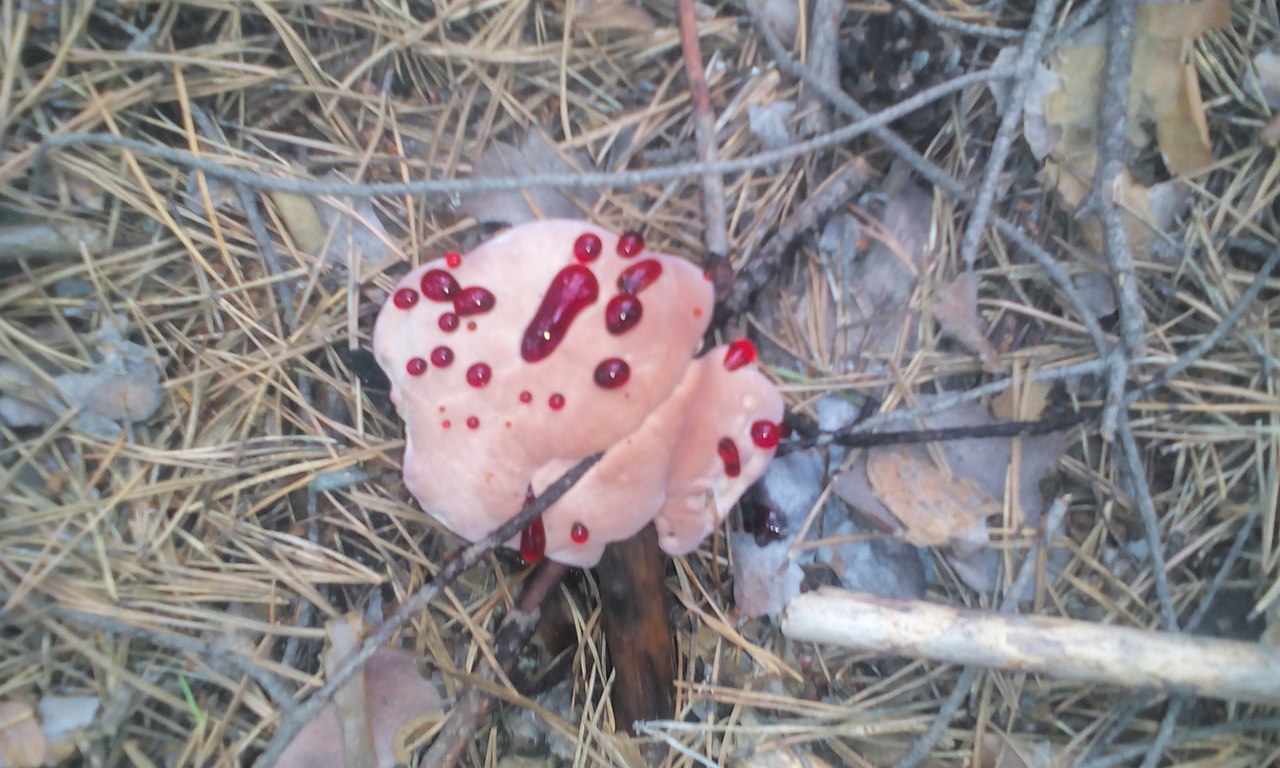 Кровавый гриб