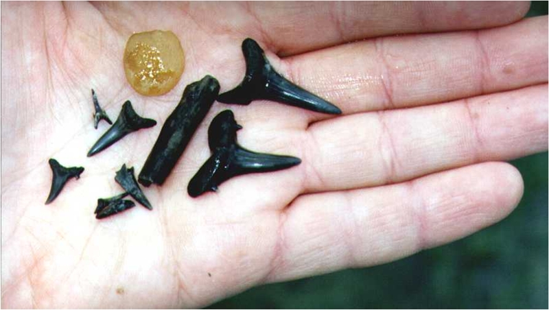 акульи зубы в Тюмени