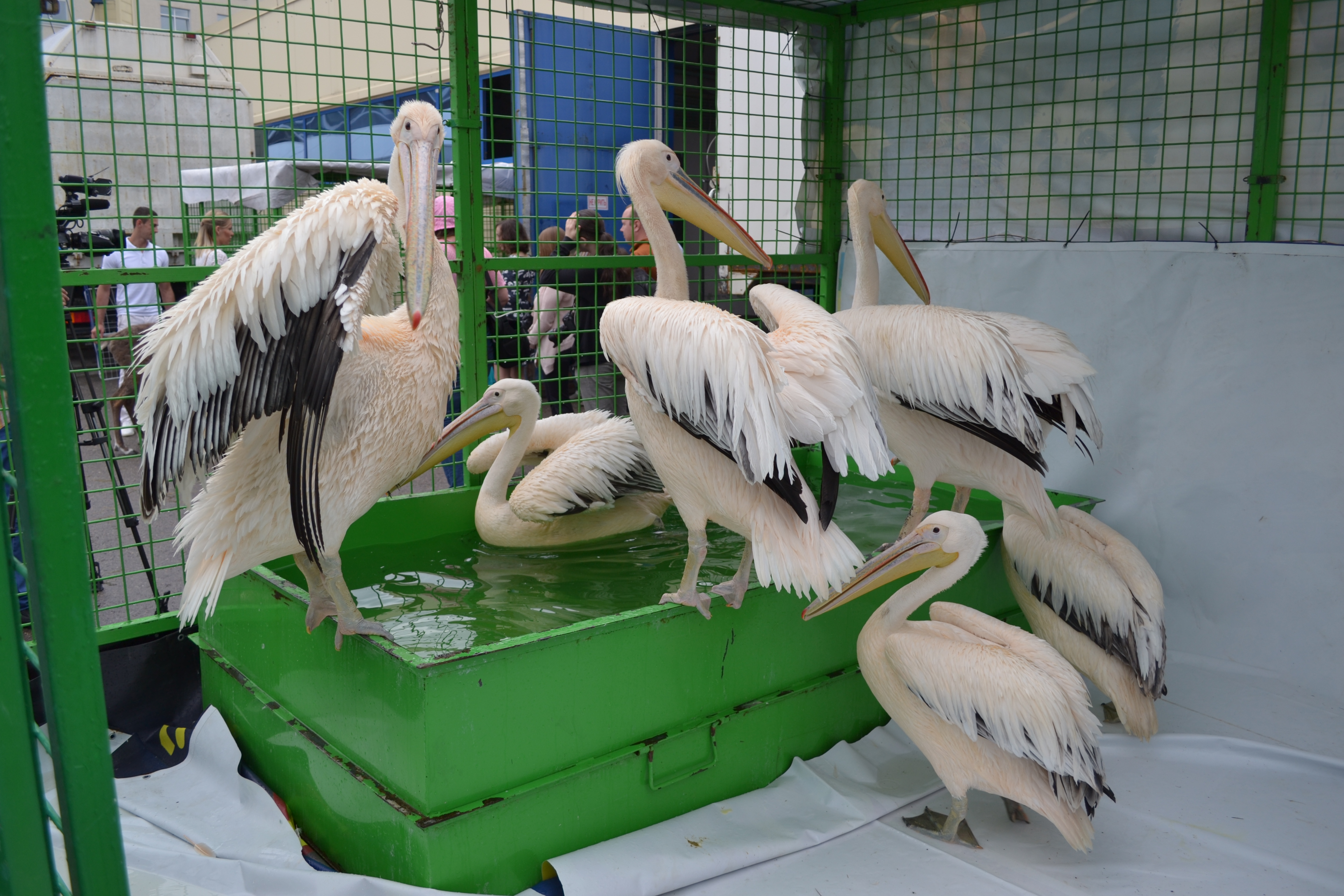Пеликаны