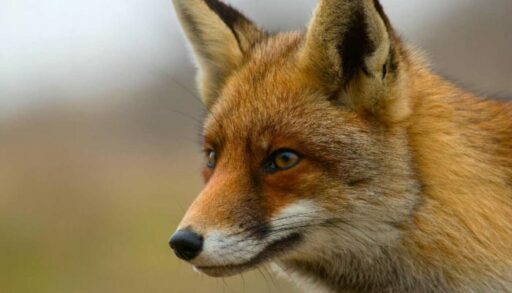 В тюменской деревне введен карантин по бешенству