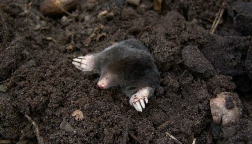 Животные крот