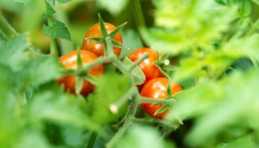 огород овощи томаты дача.freepik.com