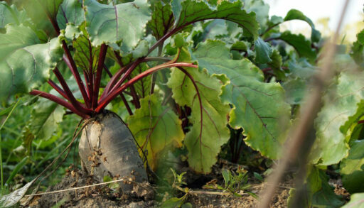 Огород почва дача свекла pixabay.com