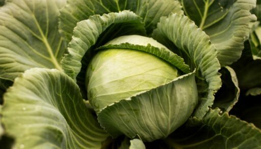 Овощи огород грядки почва капуста дача.freepik.com