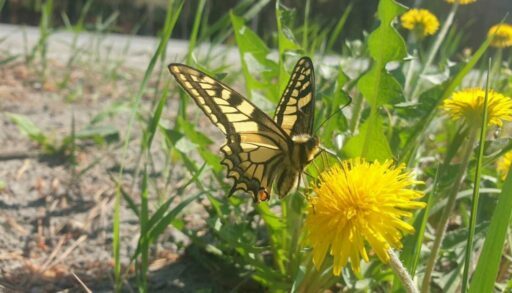Лето на прощание подарит тюменцам несколько дней тепла