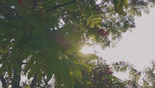 Вильфанд назвал точную дату