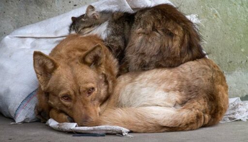 В Тюмени построят новый приют для бездомных животных