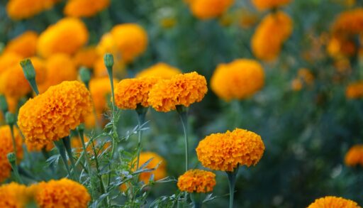 Цветы бархатцы 2 freepik.com