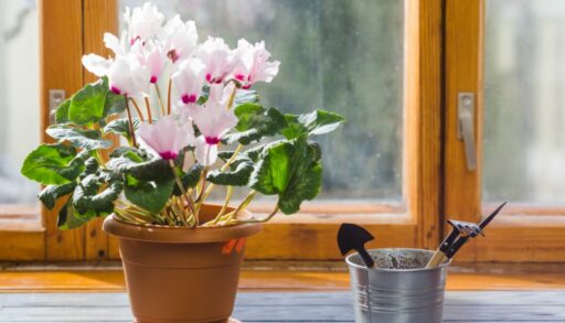 Цветы цикламен в горшке freepik.com