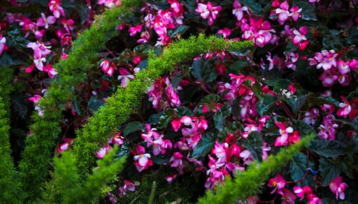 Цветы кустарник freepik.com