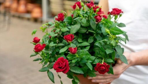 Цветы роза Кордана freepik.com