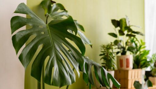 Дом интерьер комнатные растения freepik.com