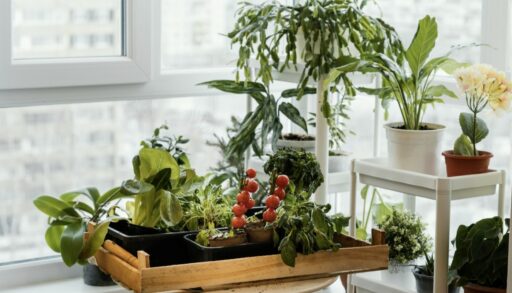 Дом интерьер комнатные растения овощи томаты freepik.com