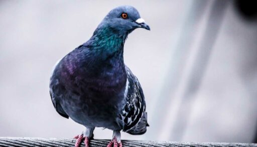 Ветеринары просят тюменцев не подкармливать голубей