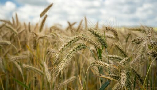 ИИ природа колосья в поле freepik.com