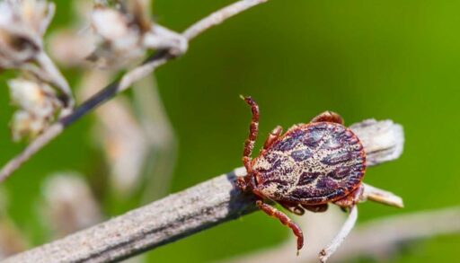 В Тюменской области клещи укусили более 13 тыс. жителей