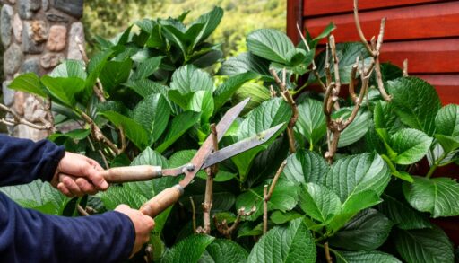 Огород сад обрезка черенки freepik.com