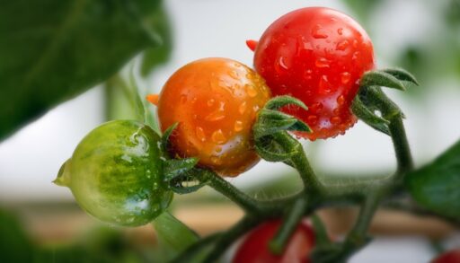 Огород томаты на окне freepik.com