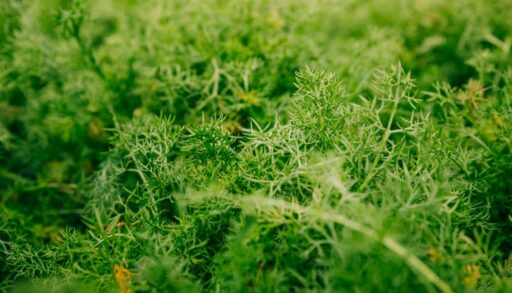 Огород укроп freepik.com