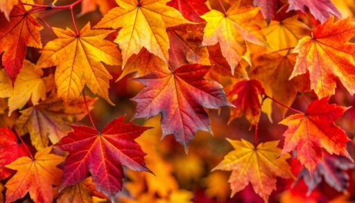 Осень клен листья freepik.com