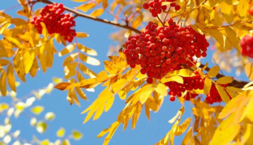 Успевайте! В эти выходные "бабье лето" в Тюмени закончится