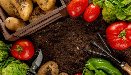 Овощи земля огород freepik.com