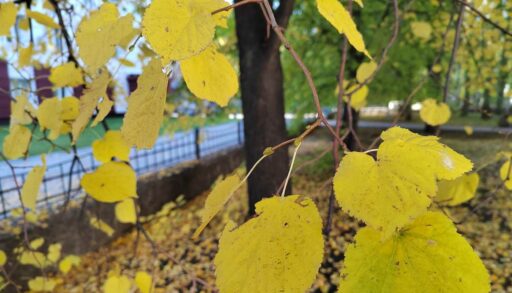 На следующей неделе тюменцев ждёт похолодание