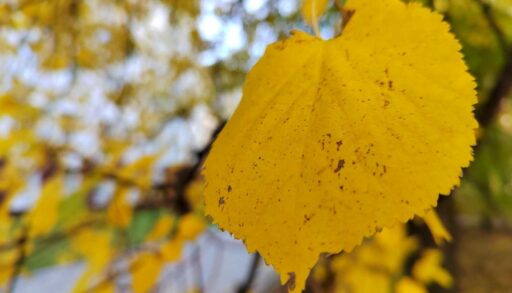 В среду в Тюмени вновь потеплеет до +21