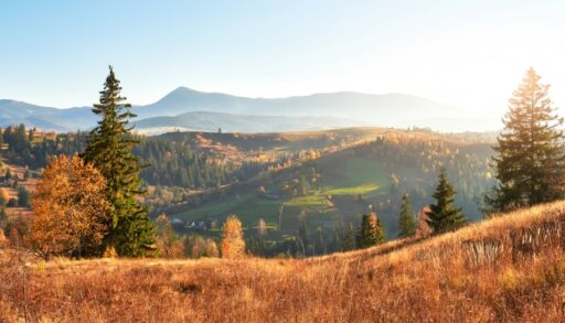 Природа осень freepik.com