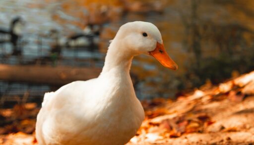 Птица гусь freepik.com