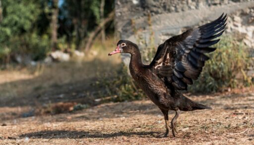 Птица утка с крыльями freepik.com