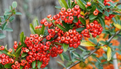 Растение Неопалимая купина pixabay.com