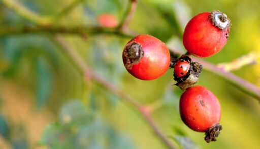 Растение шиповник божья коровка freepik.com