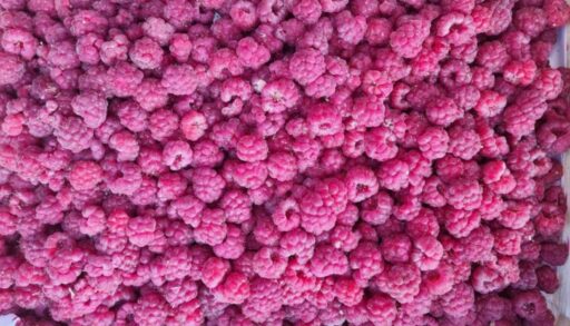 С начала сентября в Тюменскую область привезли 20 тонн свежих ягод