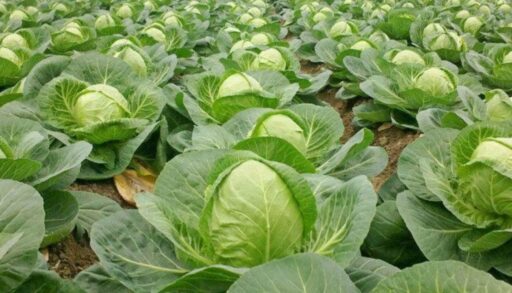 Тюменские аграрии собрали с полей уже почти 141,5 тыс. тонн овощей