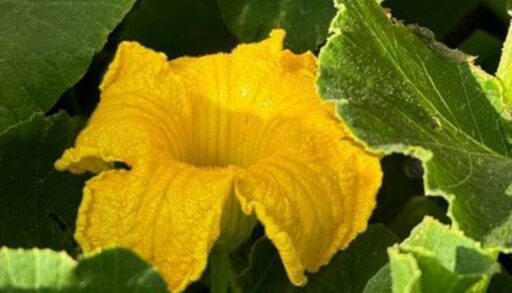 Тюмень-наш дом (1)