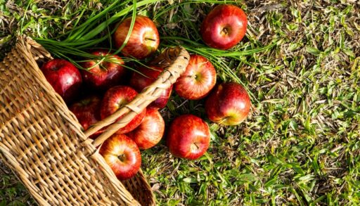 Яблоки на траве freepik.com